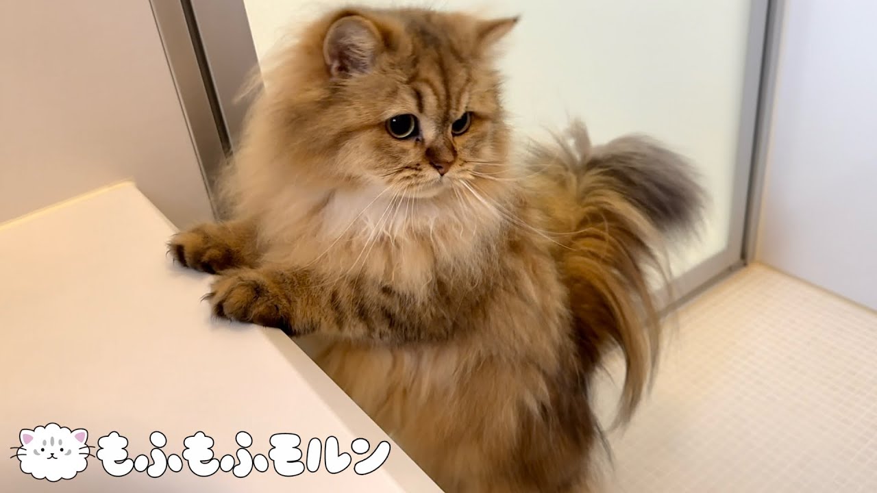 シャンプーから逃げたい猫は… 【サイベリアン】