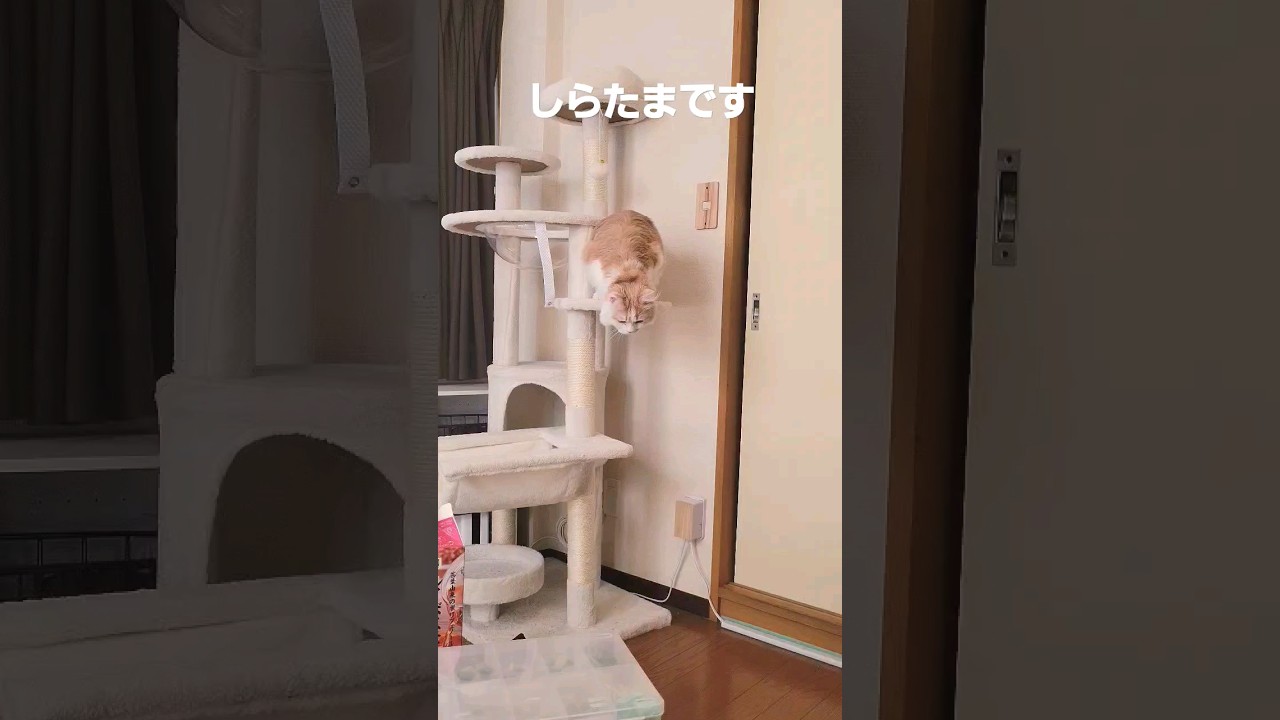 【子猫】ほっぺの妖精しらたま#ラガマフィン #猫動画 #shorts #cat