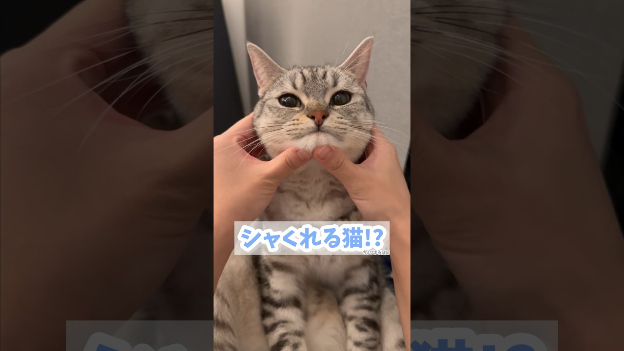 【猫動画】シャくれる猫が可愛すぎて大合唱の飼主www #shorts