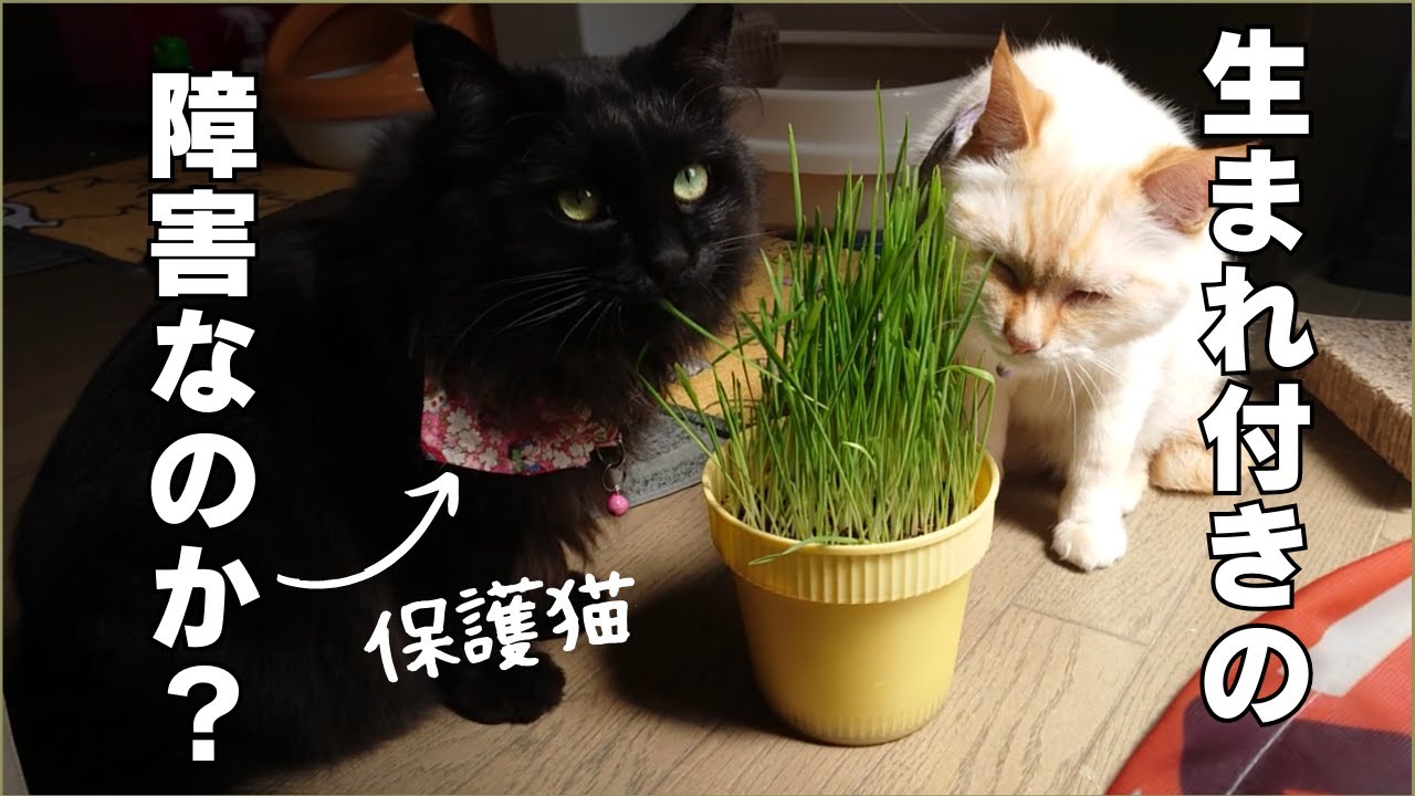 保護猫が３年近く経っても、たったこれしか先住猫と仲良くなれない本当の理由について・・・