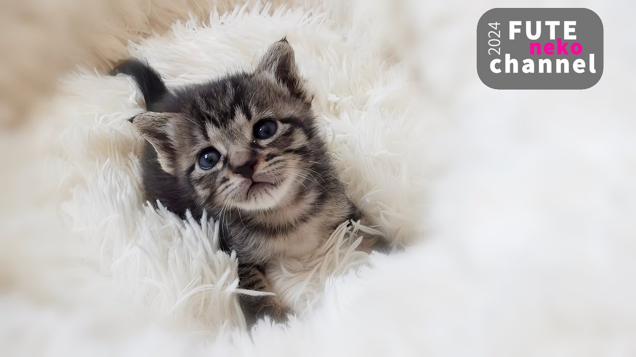 スプーンでパクッ！ミルクから離乳食への道【保護子猫】