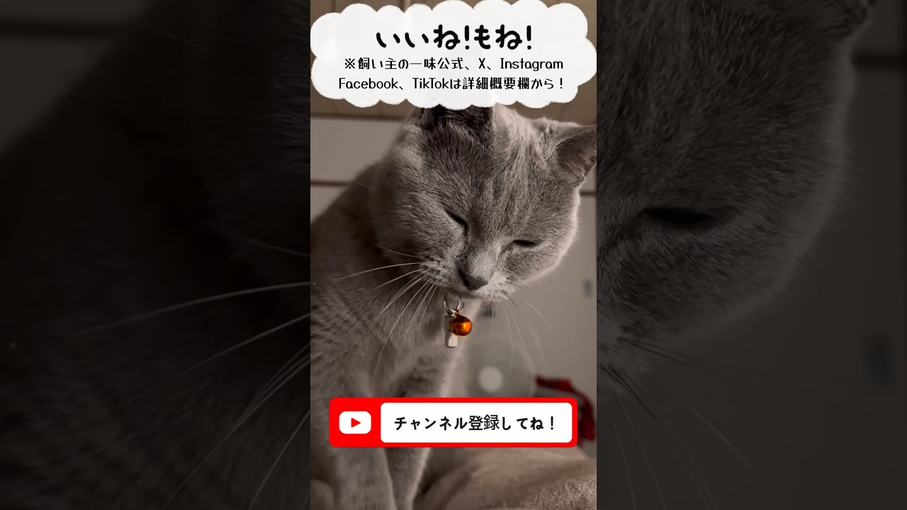 留守番のつむやま〜【シャルトリューつむやまの留守番はつまらん日記】 #ねこ #chartreux #シャルトリュー #猫好きさんと繋がりたい #cat #猫のいる暮らし #パルチおじさん #狭山市