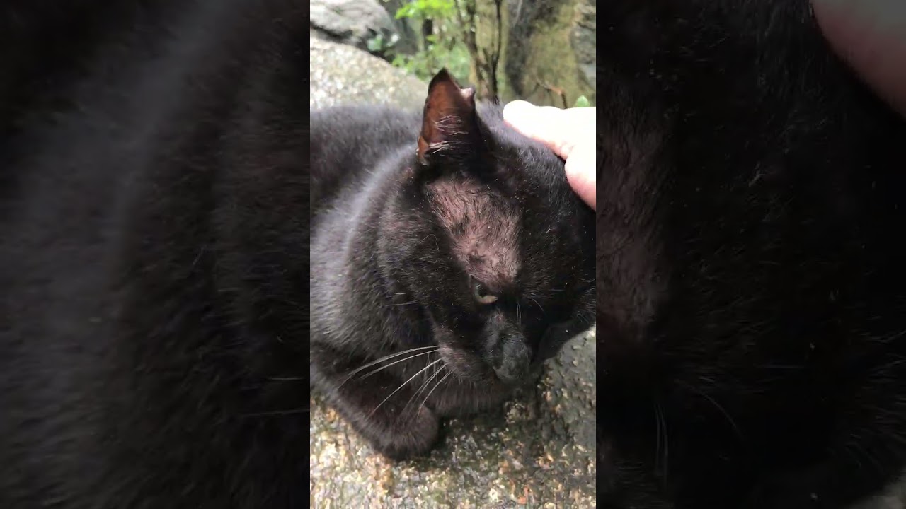 台風でも動じない山のボス猫デカい黒猫どんちゃん #Shorts