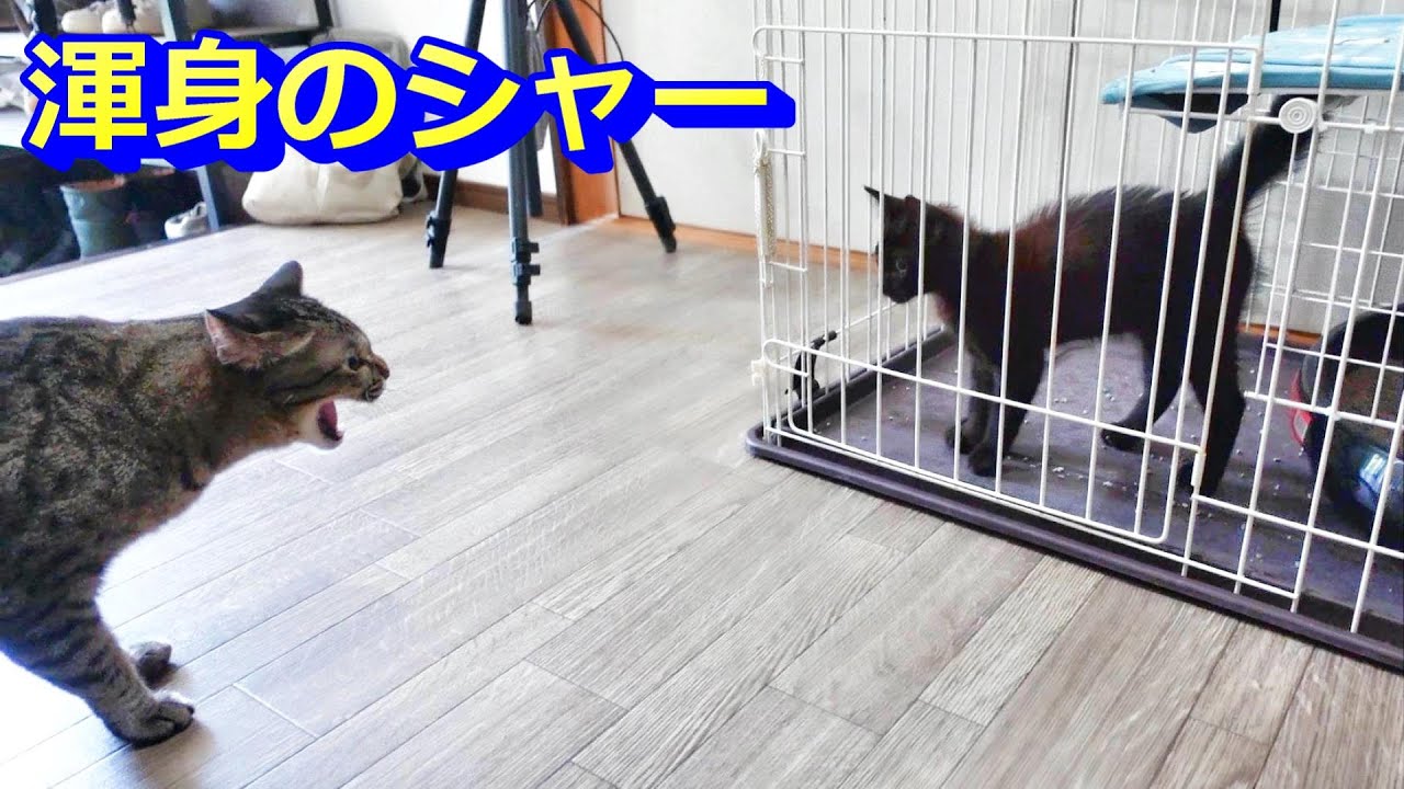 保護した子猫が先住猫と初めて対面！性格の違いがはっきりと出ました