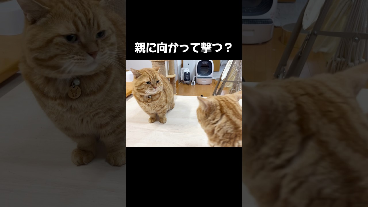 親に向かって撃て！ #猫 #マンチカン #shorts