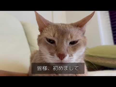 【17歳のアビシニアン】高齢猫の日常を覗いてみたら・・・