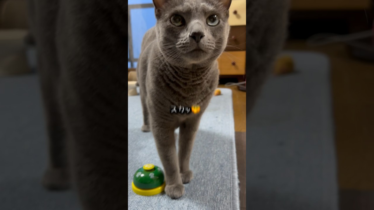 【ロシアンブルー】めろん今朝のベル🛎️不調...😑【猫】#shorts