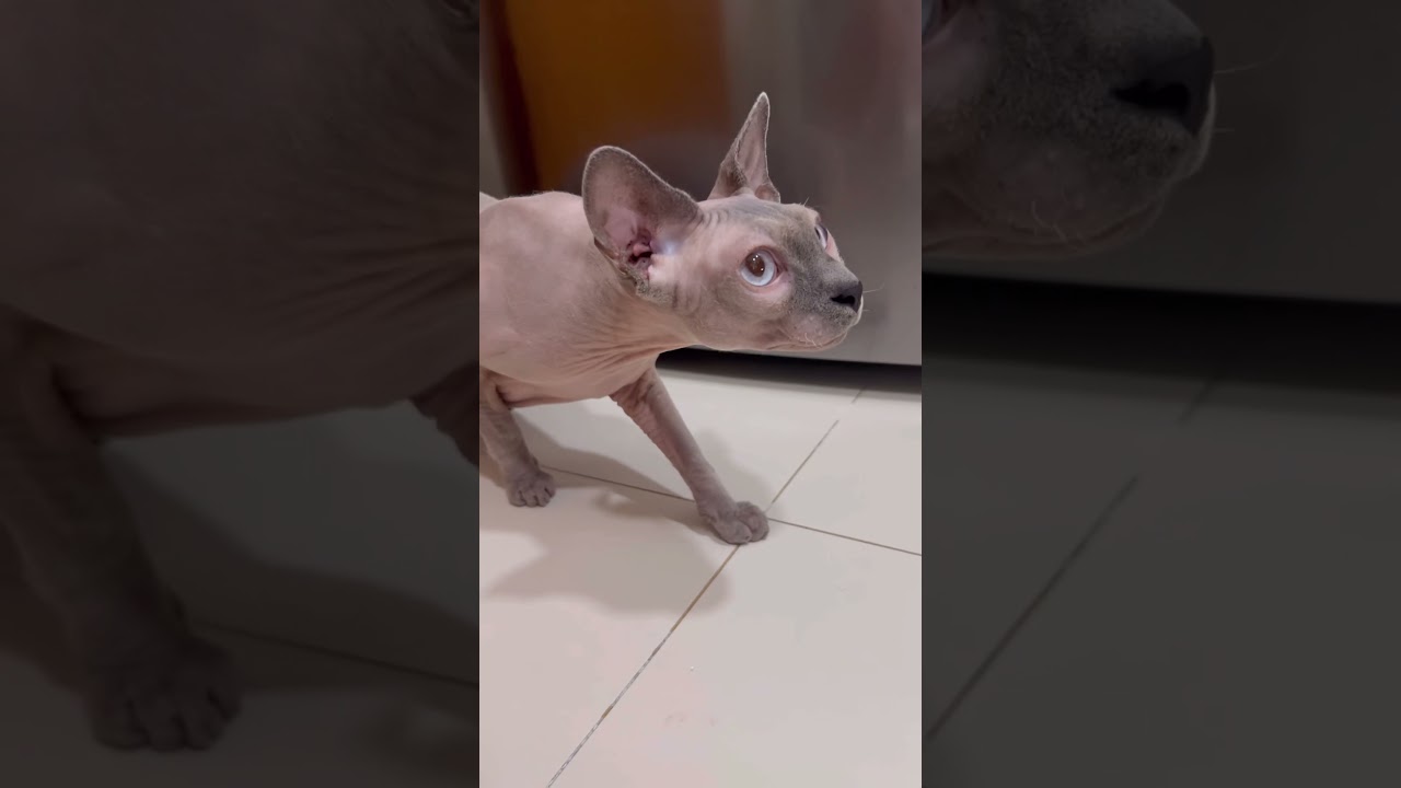 毛のない猫の警戒している姿【スフィンクス猫】