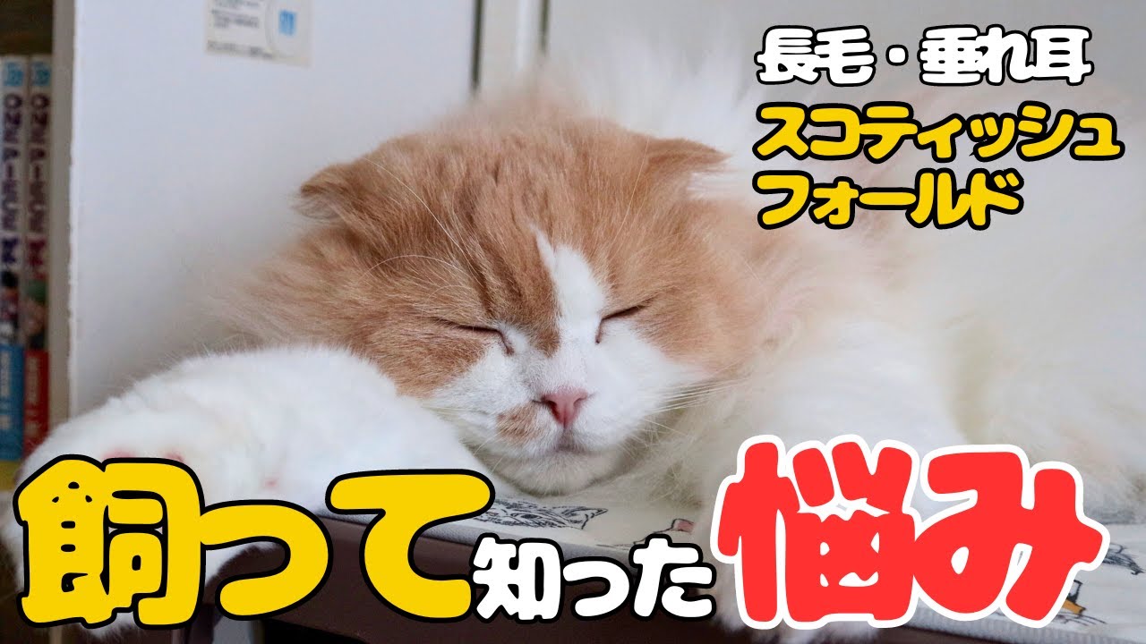 【スコティッシュフォールド】飼って初めてわかった大いなる悩みとは！？