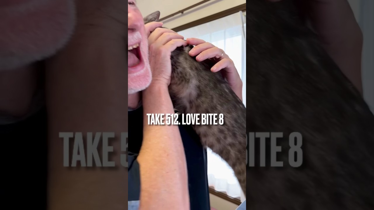 #パパ大好き でつい #甘噛み しちゃうにゃ❗️ほっぺや首は痛いらしいにゃ‼️😹#パパごめんなさい #猫あるある #猫のいる暮らし #エジプシャンマウの仲間たち #好きすぎてやばい #shorts