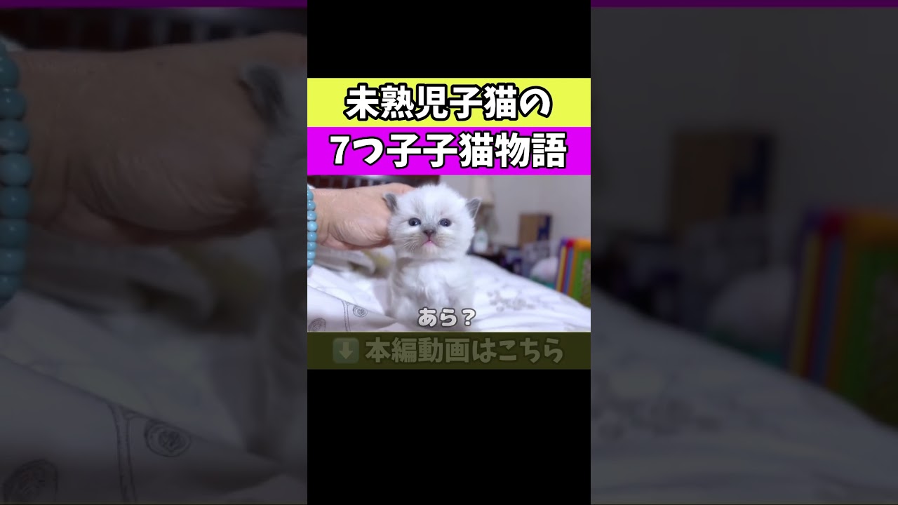 子猫の首つまみしたら... #shorts #猫 #ラグドール #子猫