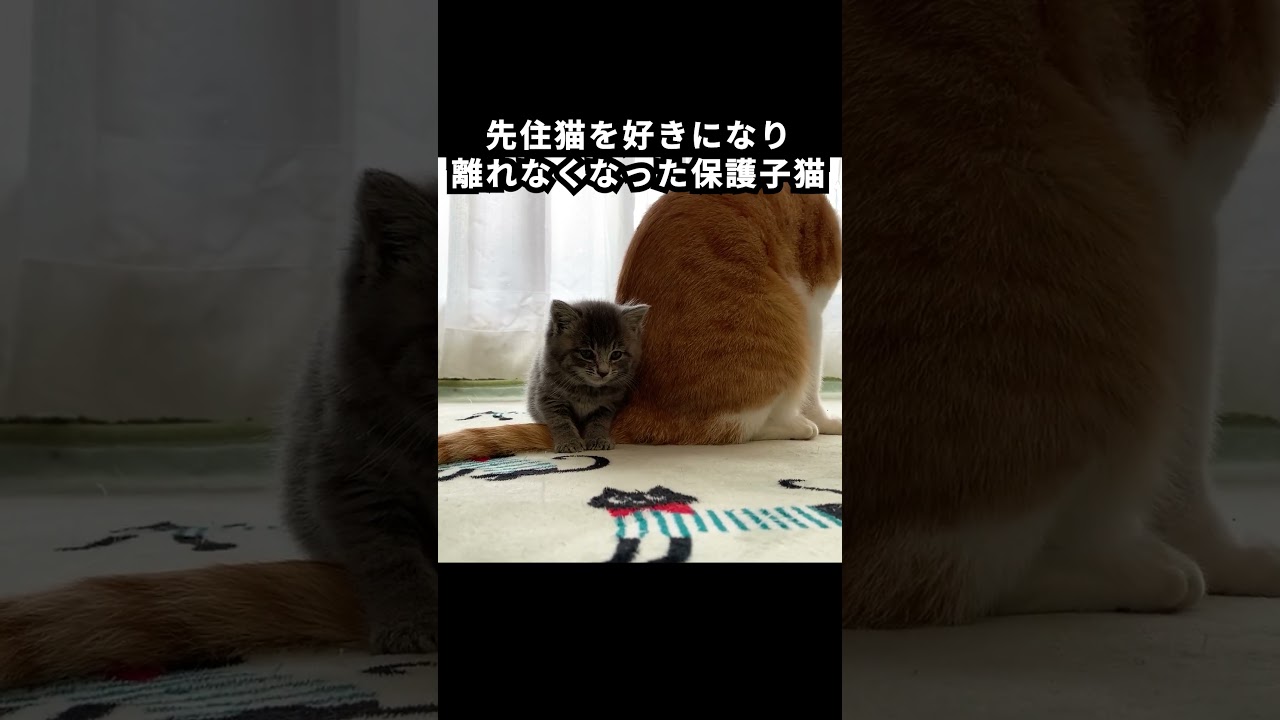 先住猫を好きになり離れなくなった保護子猫　#kitty