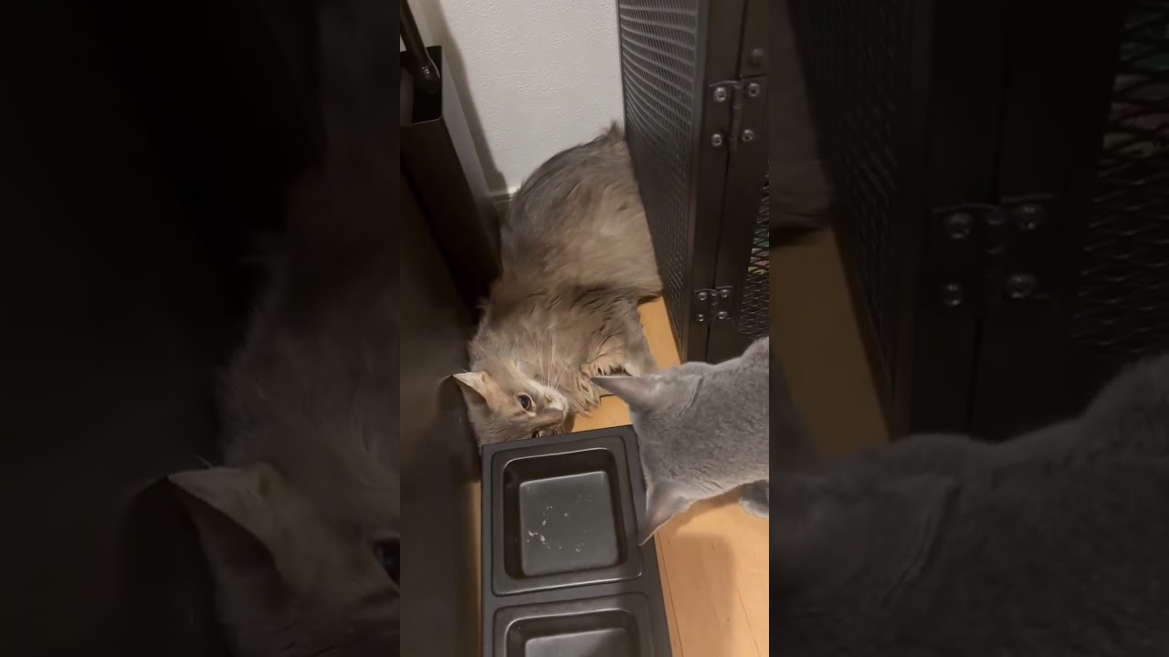 Playful teasing #cat #kitten #catcute #kitte #cuteanimal #猫猫 #cutecat #猫のいる暮らし #かわいい子ねこ