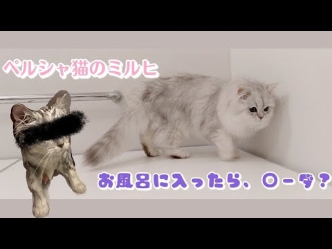 ペルシャ猫のミルヒ　お風呂の時間