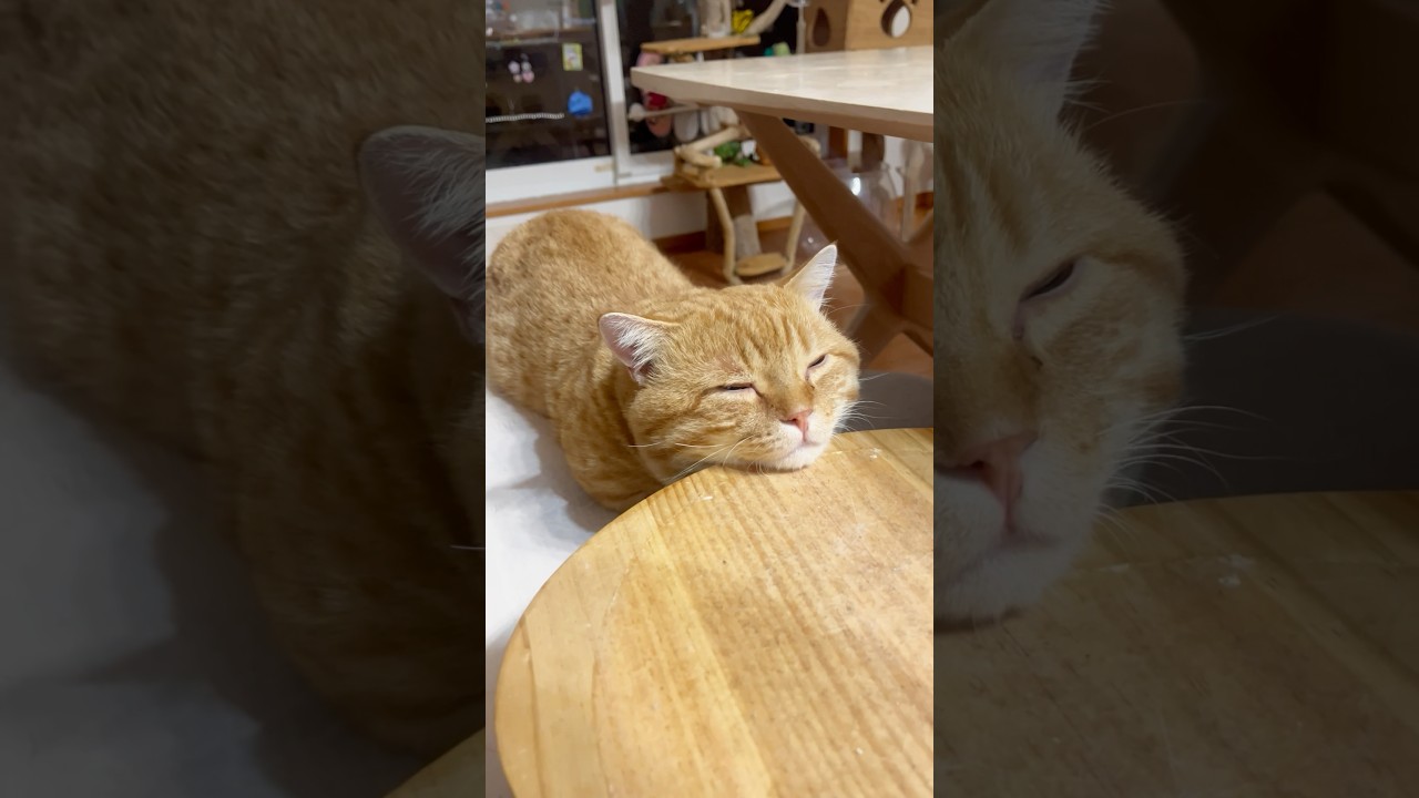 猫が地球を救う #猫 #マンチカン #shorts