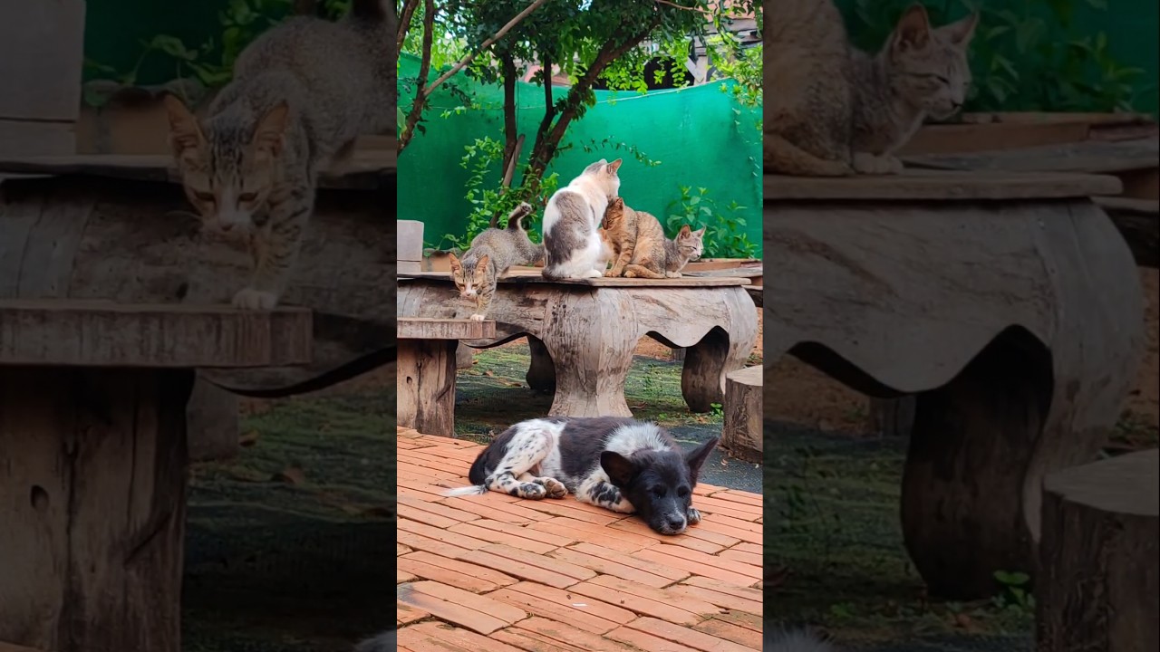 #manxcat #cat #kitten #shortsfeed #subscribe #share #shorts #youtubeshorts #viralvideo #video #funny