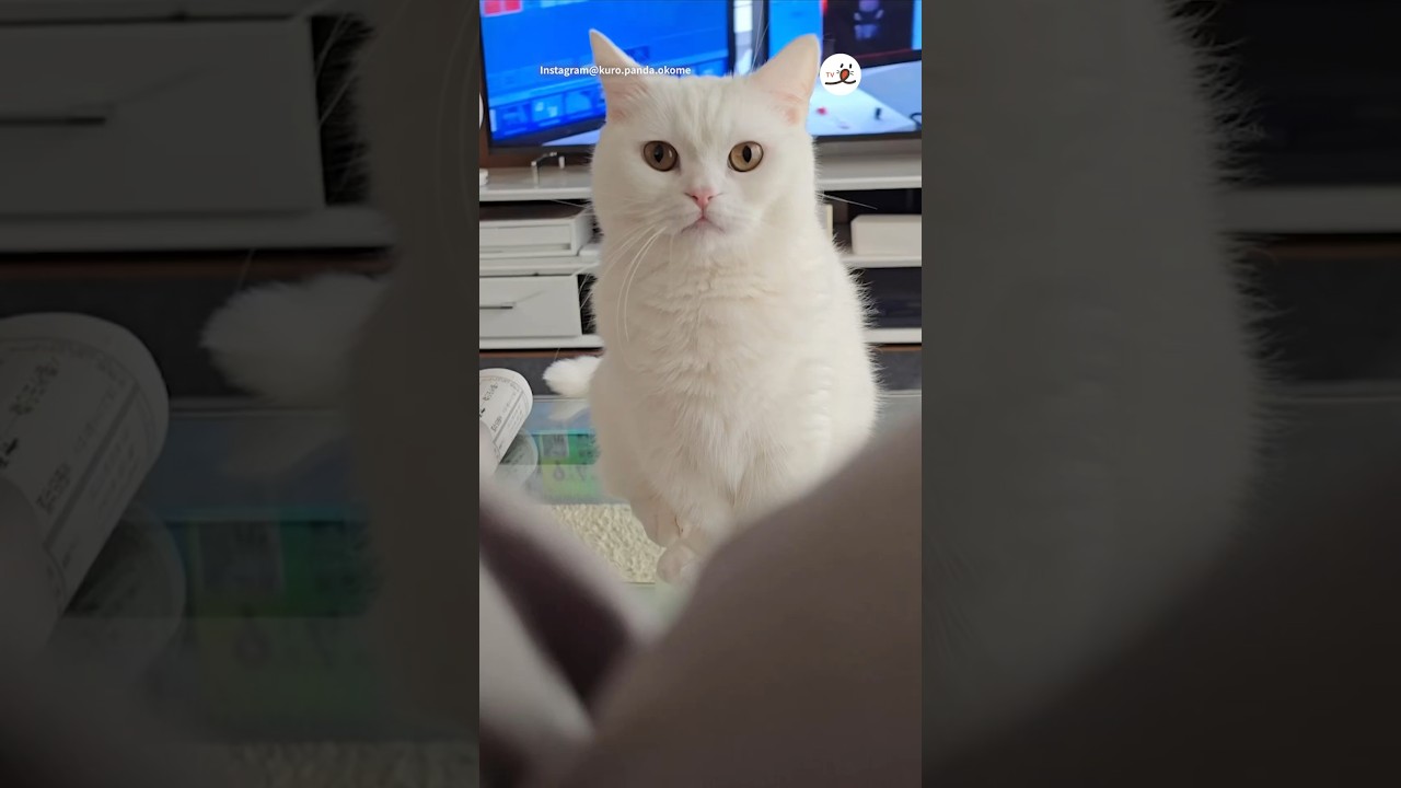 腕を前から上に上げる運動📻｜PECO #白猫 #マンチカン #猫 #愛猫家 #猫のいる暮らし #whitecat #munchkin #cat #catlover #catlife