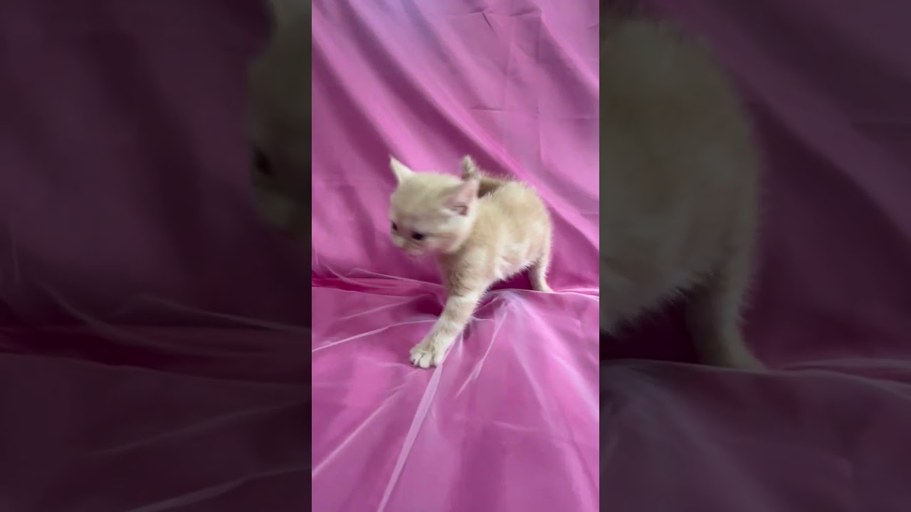 スコティッシュフォールド 猫アレルギーの方も飼えます!!ｸﾘｰﾑﾀﾋﾞｰ色の優しく大人しめ女の子お乳も良く飲みとても飼いやすいスコティシュホールド