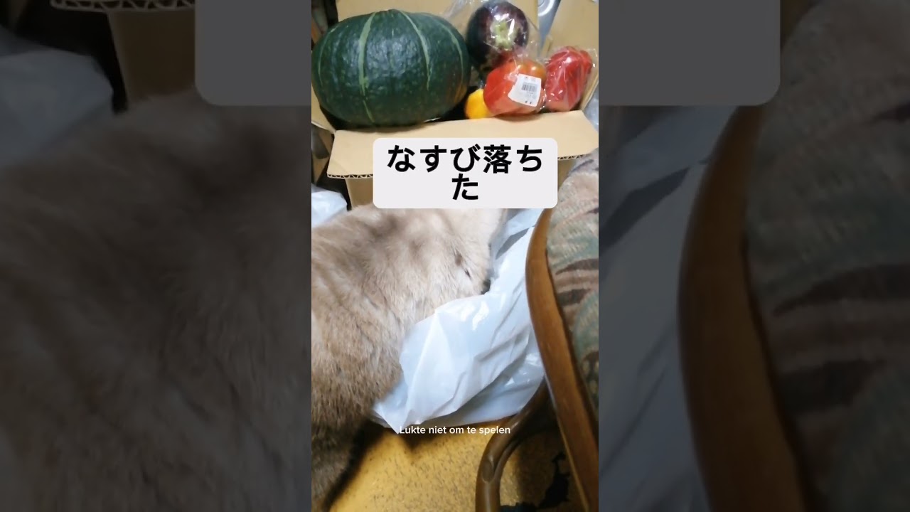 シャム猫#shorts#cat #猫#シャムミックス#道の駅戦利品