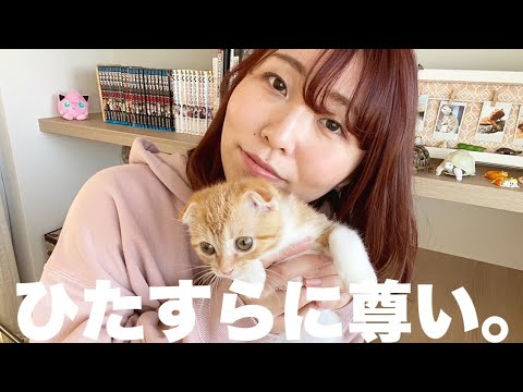 【お迎え】我が家に天使がやってきた〜これからスコティッシュフォールドをお迎えされたい方へ〜
