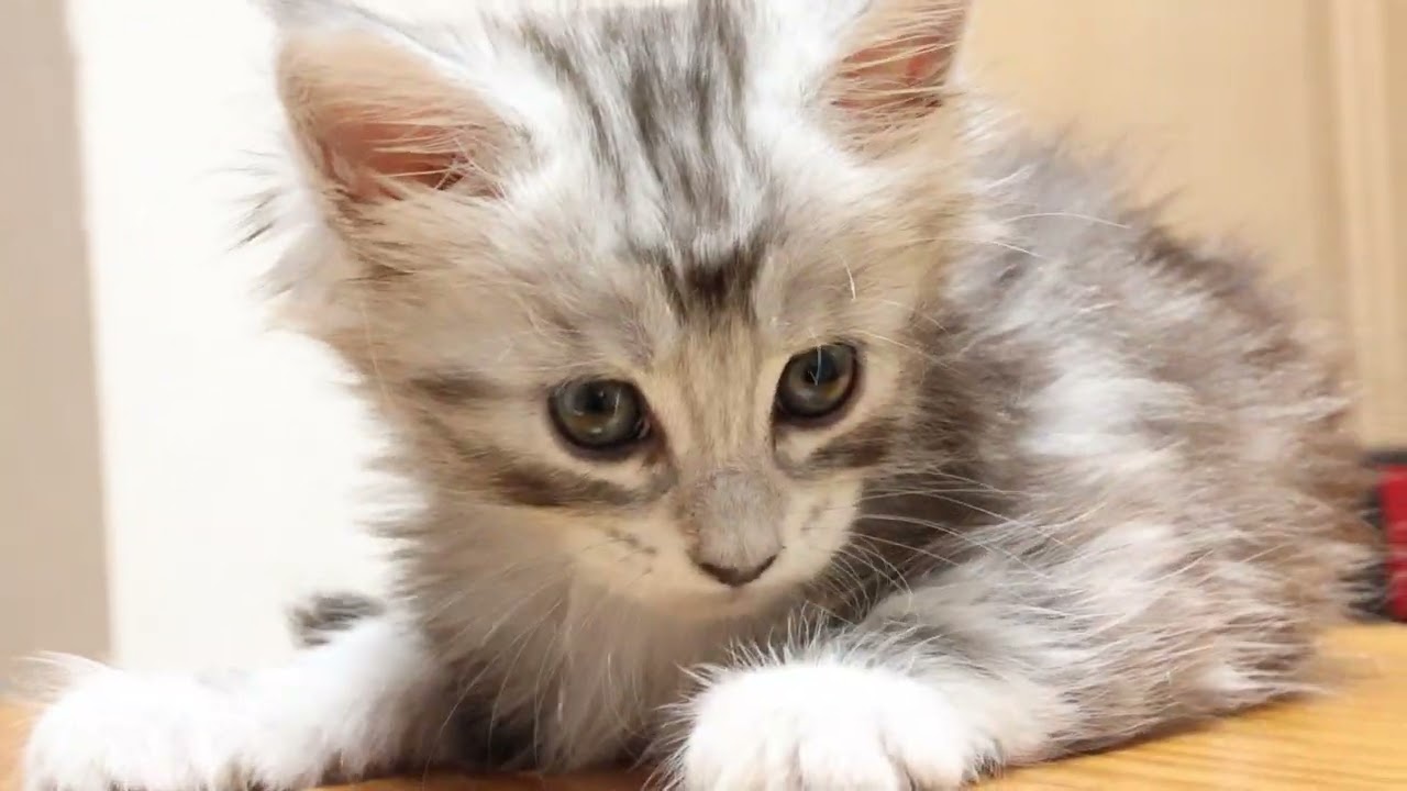 メインクーンシルバーの子猫ボブ君