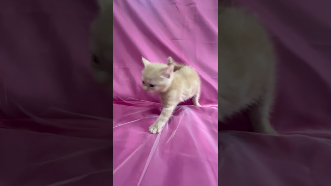 スコティッシュフォールド 猫アレルギーの方も飼えます!!元気でｸﾘｰﾑﾀﾋﾞｰ色の男の子お乳も良く飲み活発、とても飼いやすいスコティシュ