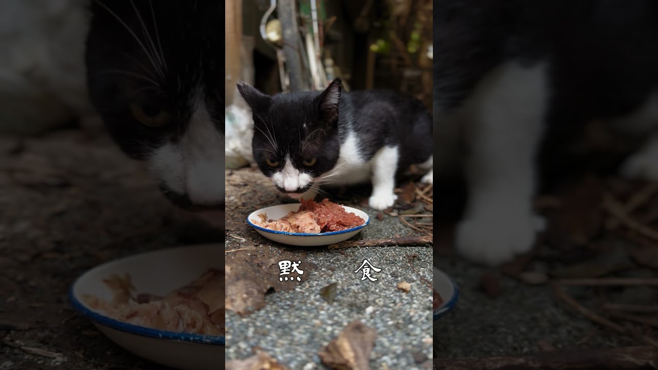 荒くれ地域猫 チビパパ 黙食  # #地域猫 #野良猫 #ネコ #shorts