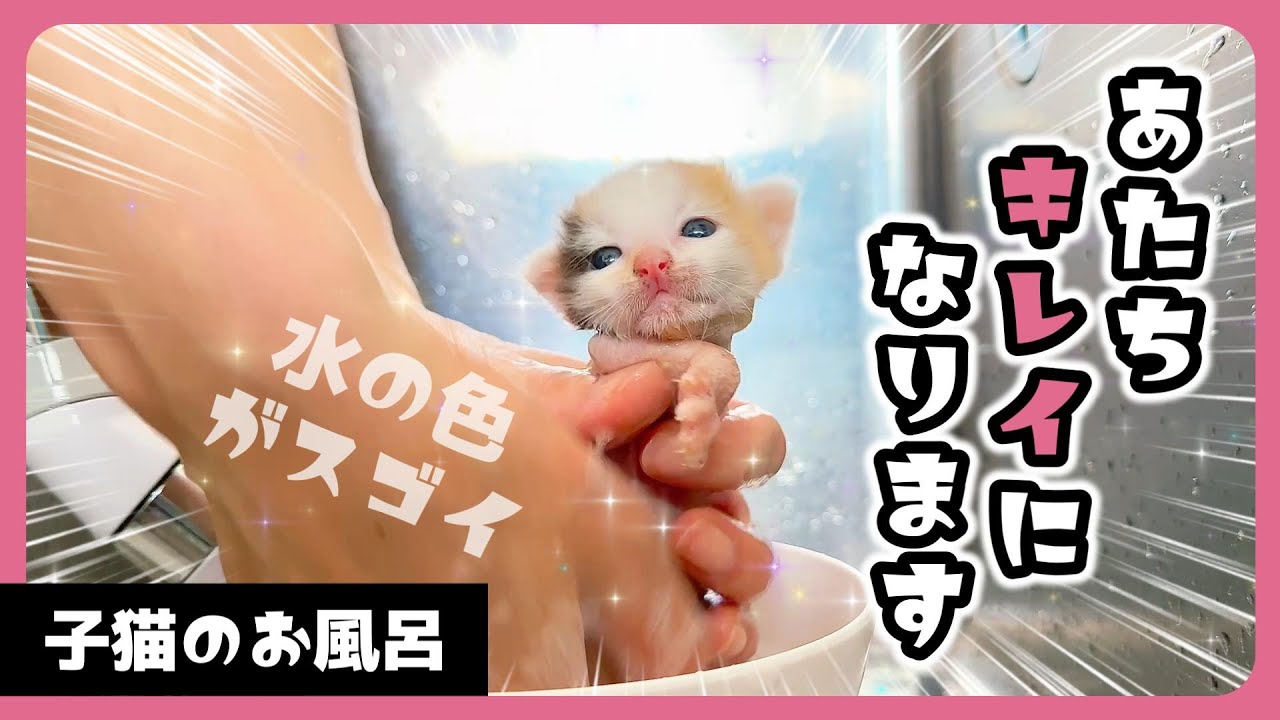 【子猫のお風呂】かなり汚れていたのでシャンプーしたよ　洗った後の桶の中の水の色が味噌汁色【保護猫生活】