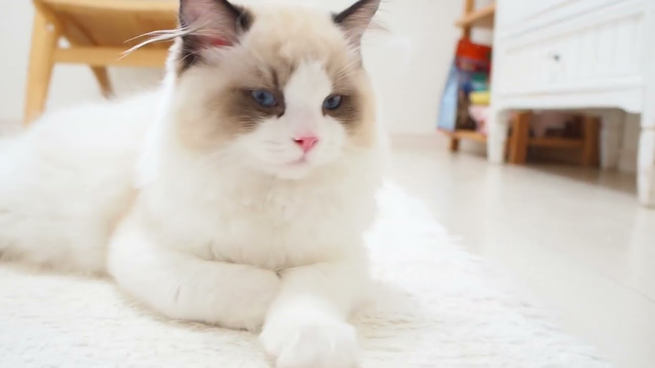 埼玉県　MINAMO　ラグドール　男の子5　2024年4月22日産まれ