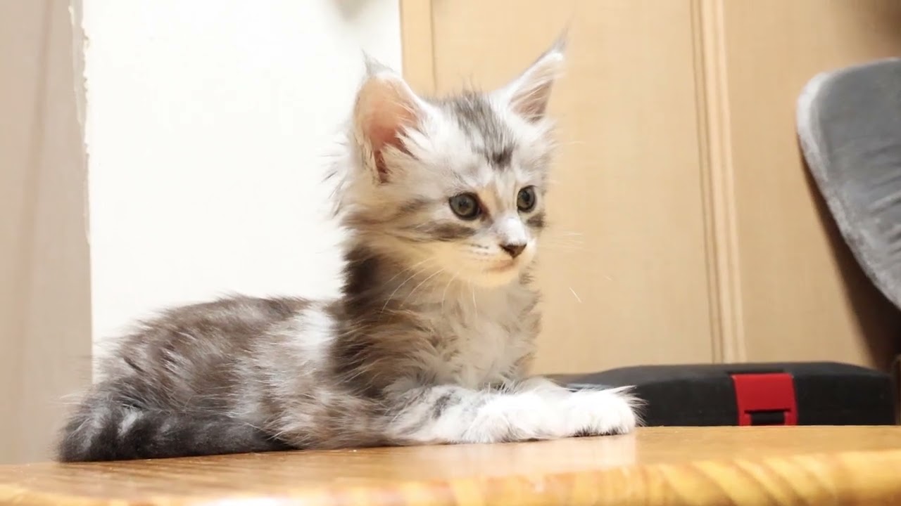 メインクーンシルバーの子猫ボブ君