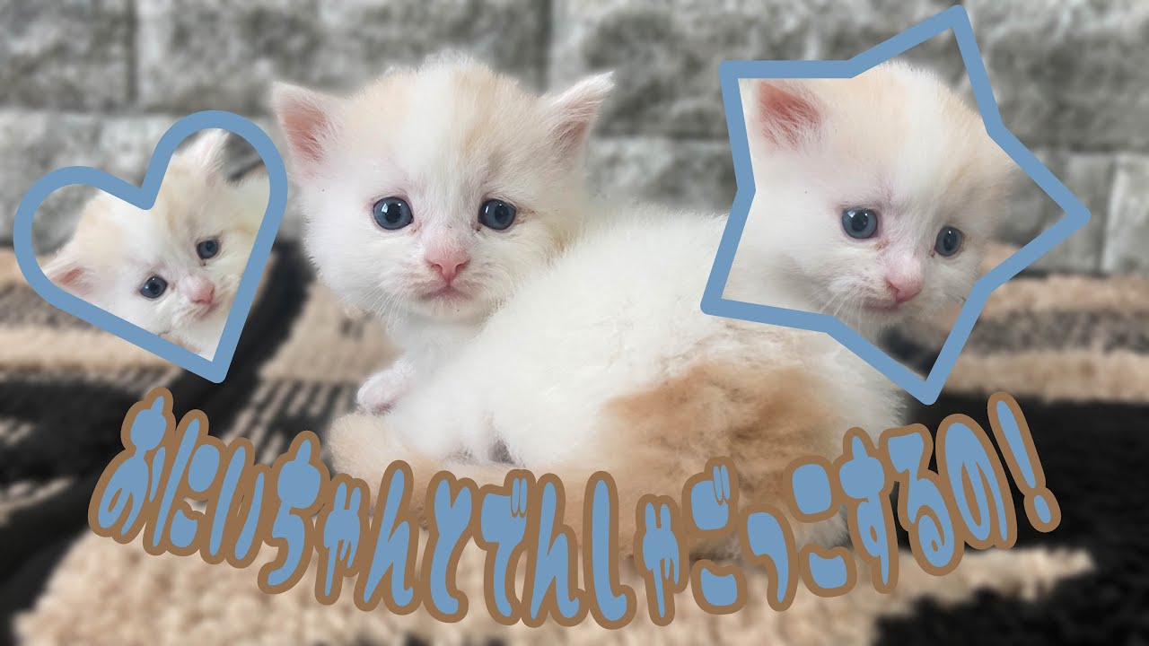 【子猫紹介】スコティッシュ・フォールド #可愛い #猫 #子猫  #レッドタビーホワイト  #茶トラ白 #男の子 #オス #もふもふ #愛知県 #名古屋 #刈谷 #豊田 #三河
