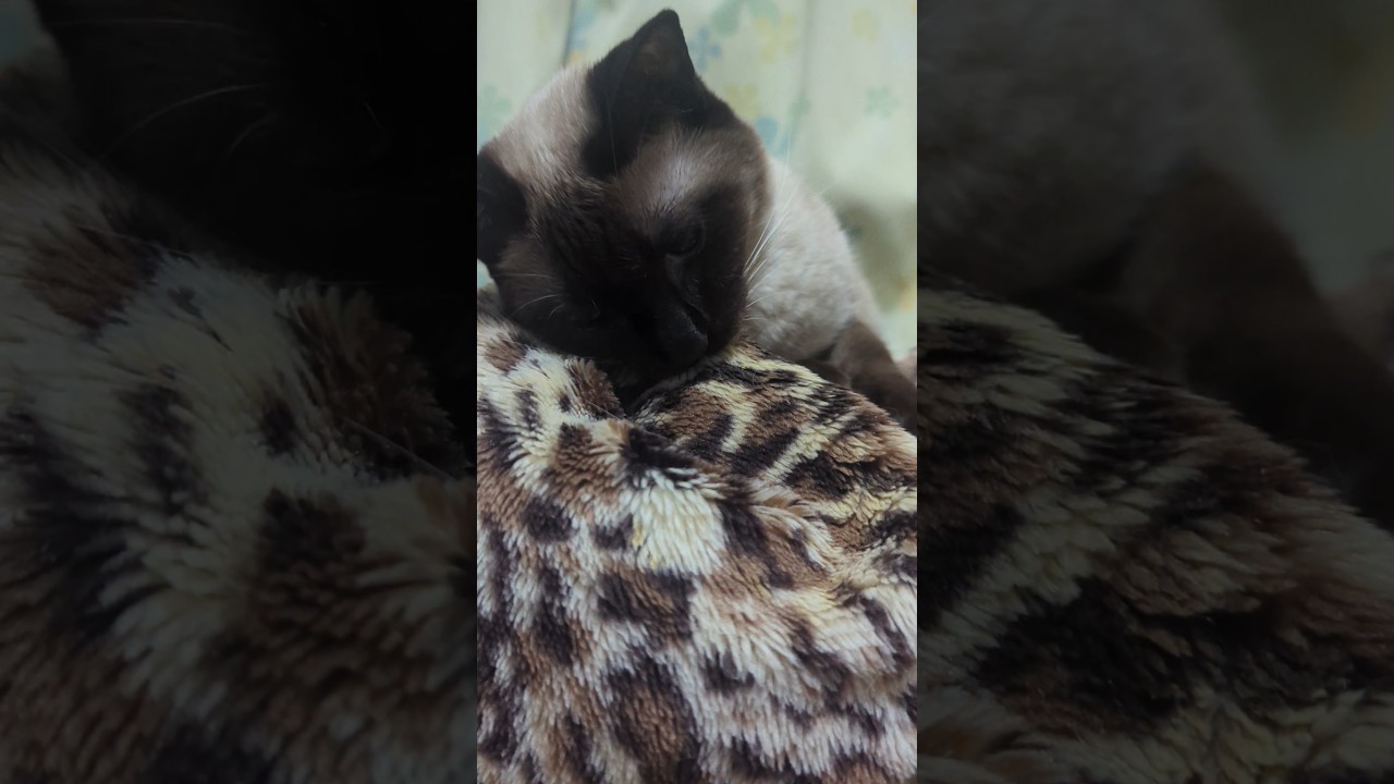 シャム猫の噛み音🐱 - Sounds of cat's biting - #shorts #cat
