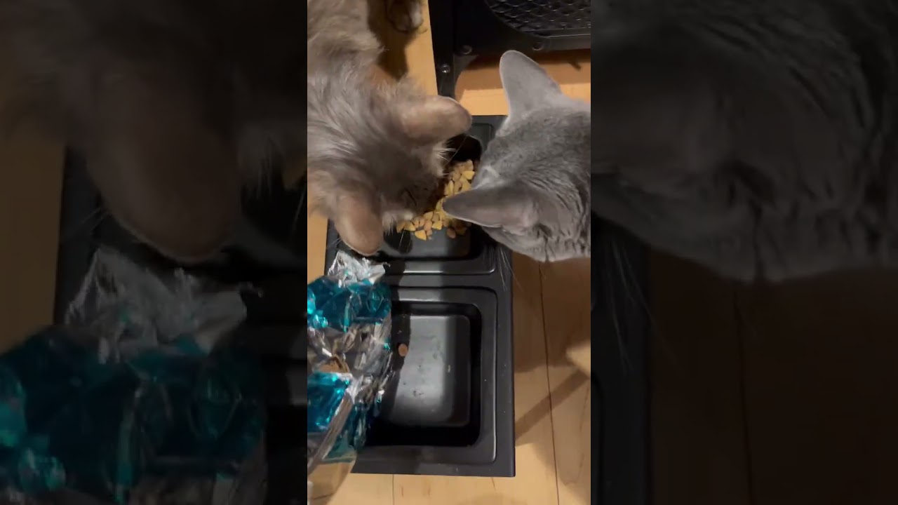 Dinner 20240826 #cat #kitten #catcute #kitte #cuteanimal #猫猫 #cutecat #猫のいる暮らし #かわいい子ねこ