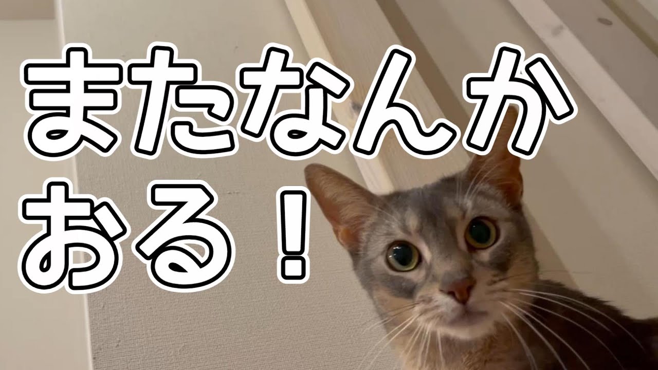 夏の終わりは結構アレが出る