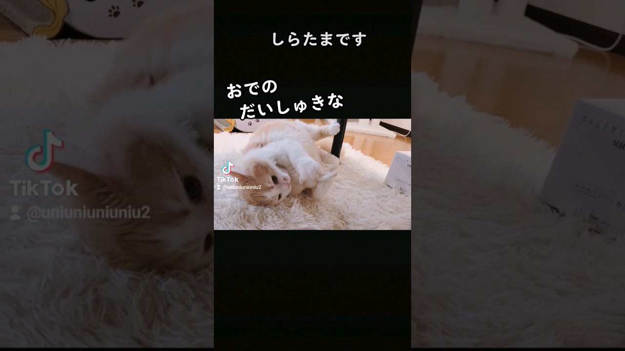 恋する猫 #ラガマフィン #猫動画 #cat #shorts