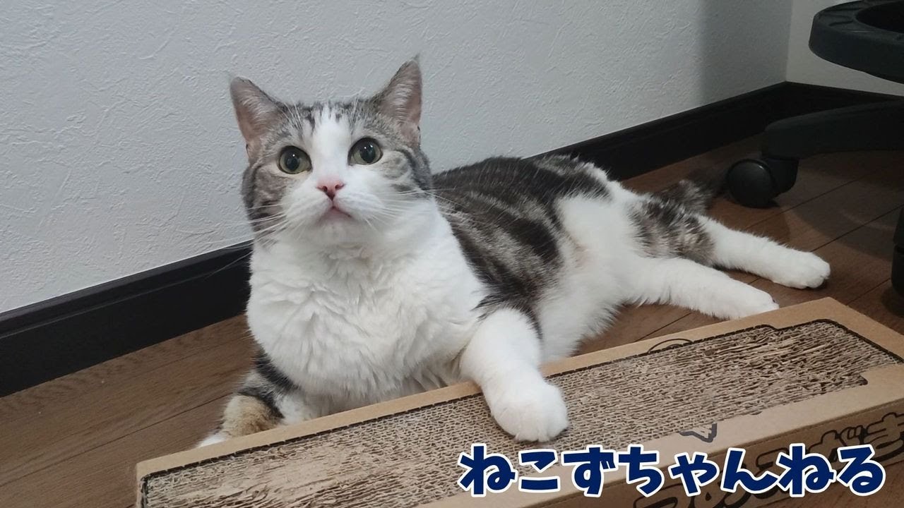 僕が寝てるの邪魔しないで‼　スコティッシュフォールド「ふく」　ねこずちゃんねる838 #猫 #ねこ #cat  #スコテッシュフォールド