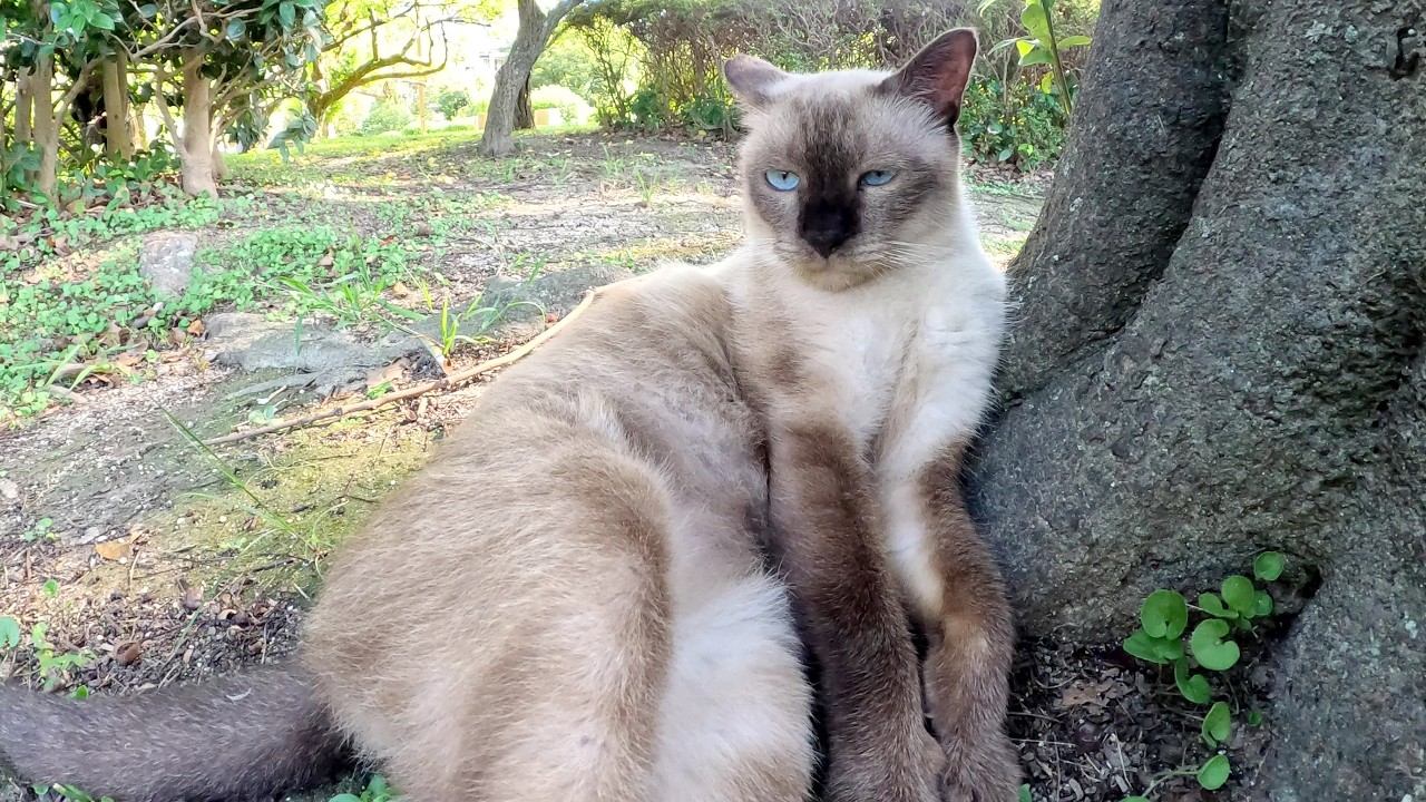 シャム猫が「どうぞモフりなさい！」と地面にゴロンと寝転ぶ