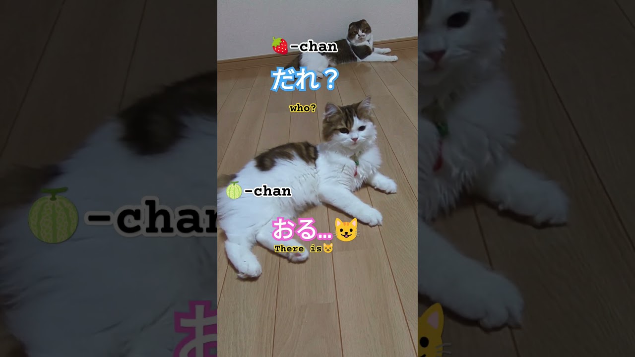 好きな子いる？#shorts #cat #スコティッシュフォールド折れ耳 #スコティッシュフォールド子猫