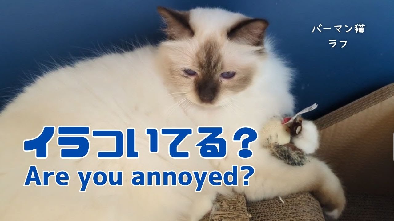 バーマン猫ラフ【イラついてる？】Are you annoyed?（バーマン猫）Birman/Cat
