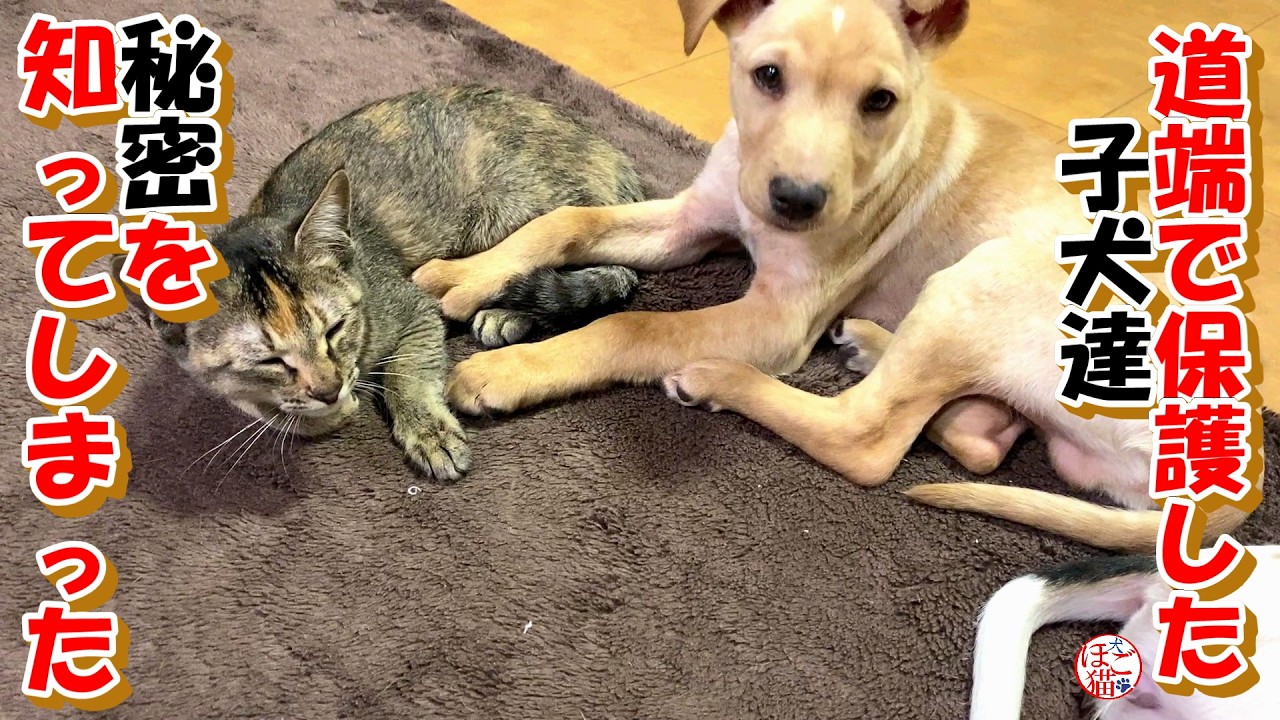 【子犬　保護　子猫】謎が解けた子犬達＋おまけコーナー(ホープ君）
