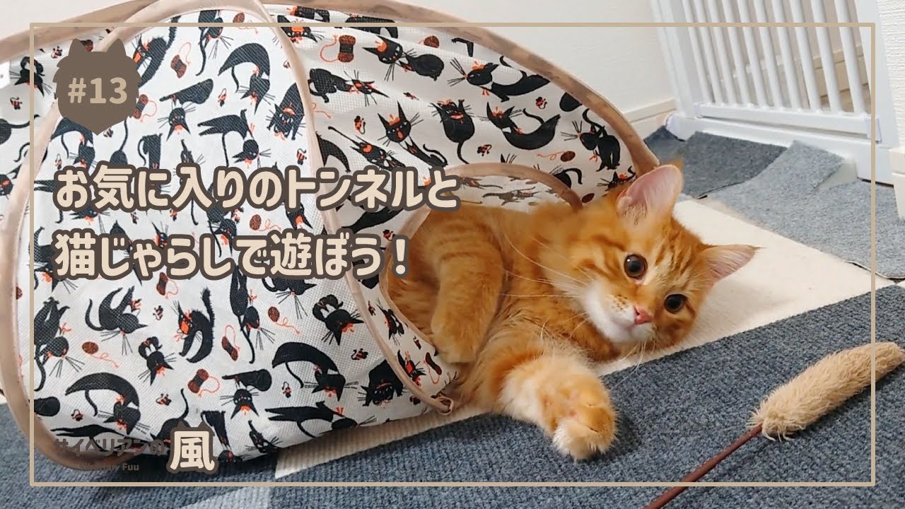 【#13】お気に入りのトンネルと猫じゃらしで遊ぼう！【サイベリアンの男の子】