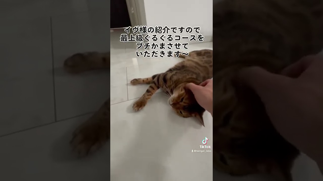 ベンガル猫のヴェルさんにヘッドスパしてみた　#shorts #ベンガル猫 #ベッドスパ