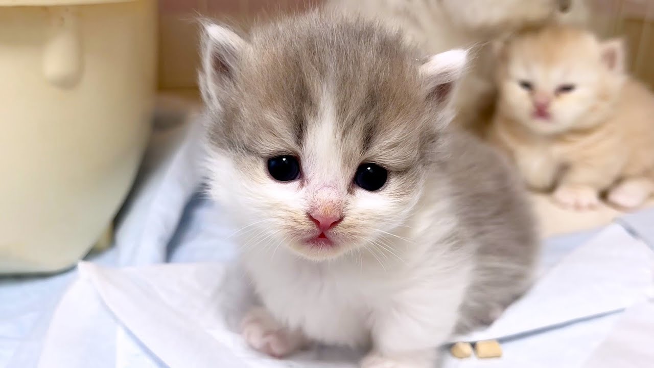 【マンチカンの子猫】顔がどんどん可愛く育っていく件 ～猫のいる生活Vol.1008～出産動画 マンチカン短足・ミヌエット・ペルシャ猫専門ブリーダー『ペット蔵人』【子猫の成長記録】