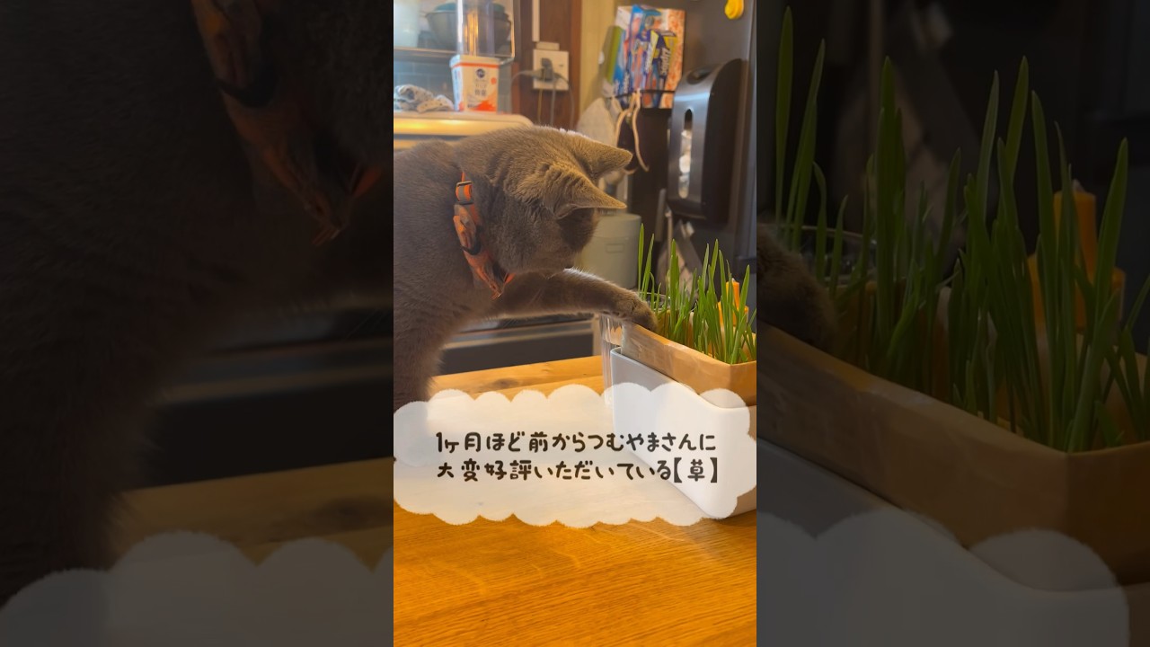 草！草！草！のつむやま〜【シャルトリューつむやまのネコ草日記 】#ねこ #chartreux #シャルトリュー #猫好きさんと繋がりたい #cat #猫のいる暮らし #にゃんベジ#猫草 #HARIO