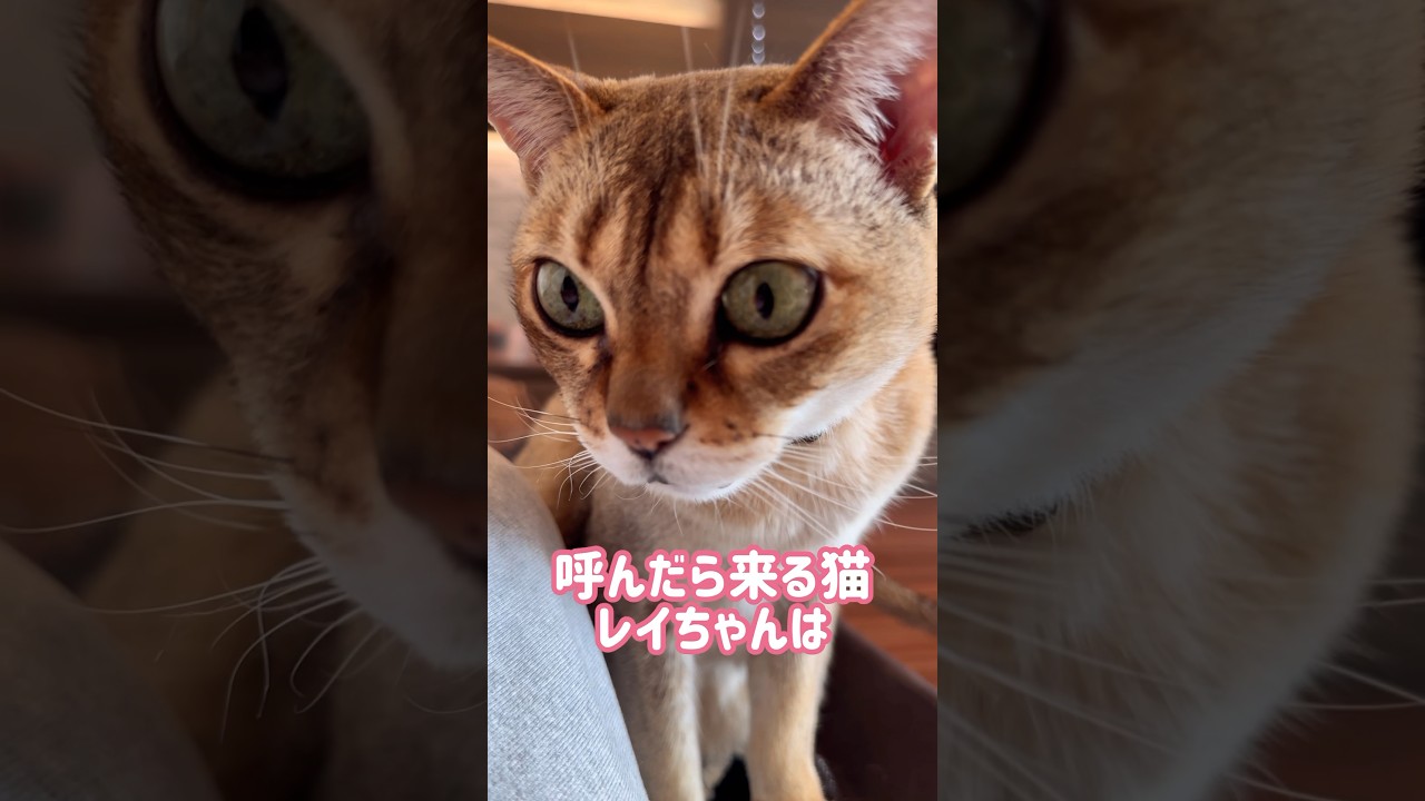 飼い主の脚で毛づくろいするレイちゃん #シンガプーラ #cat #shorts