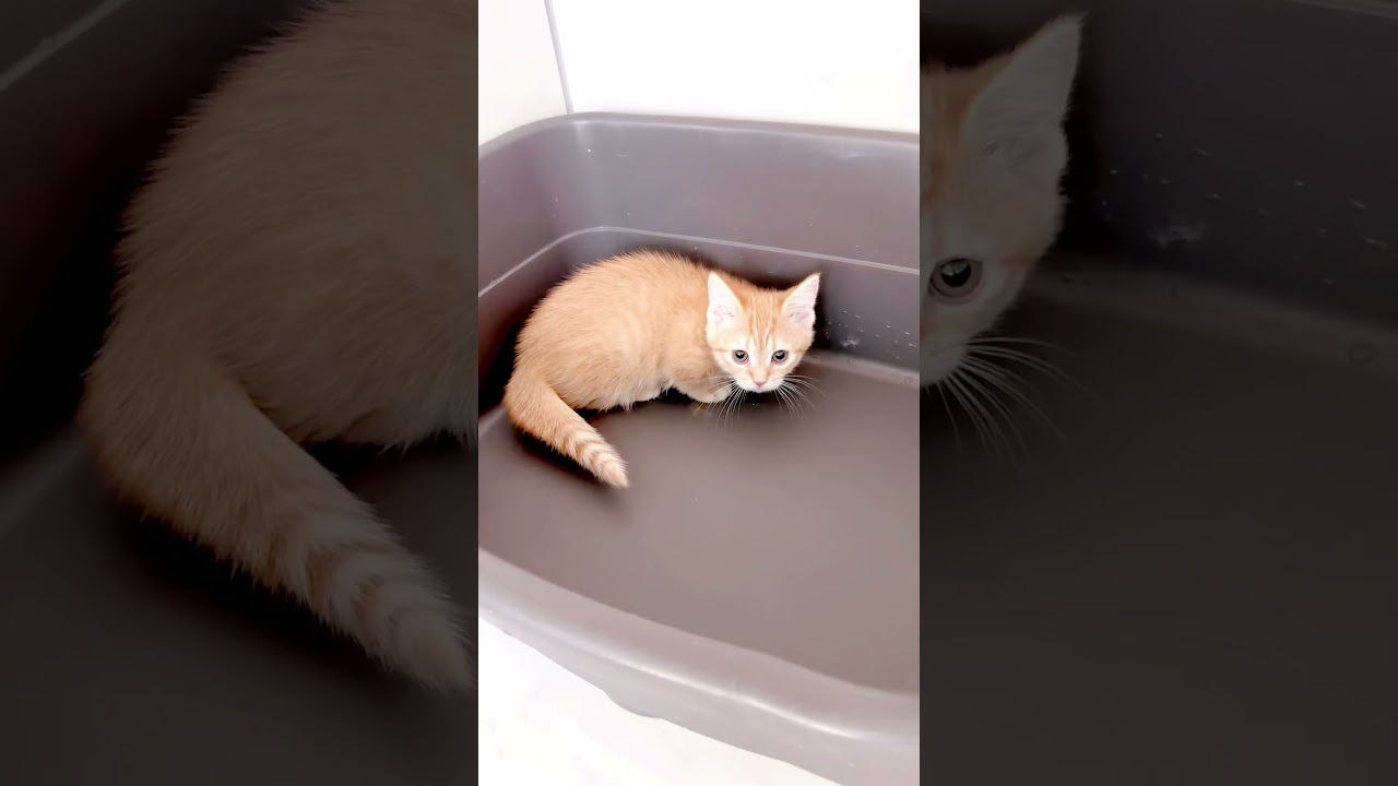 短足マンチカン女の子🩷 【お問合せ詳細は説明欄に記載あります】 #スクーカム #ブリーダー直販 #マンチカン #ミヌエット #ラパーマ #子猫 #子猫販売 #猫 #猫のいる暮らし #猫動画