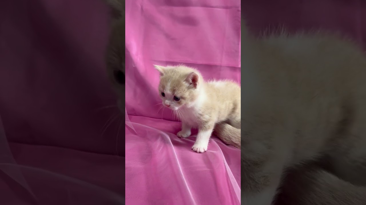 スコティッシュフォールド 猫アレルギーの方も飼えます!!元気で顔毛並み八割れの可愛い男の子お乳も良く飲み活発、とても飼いやすいスコティシュ