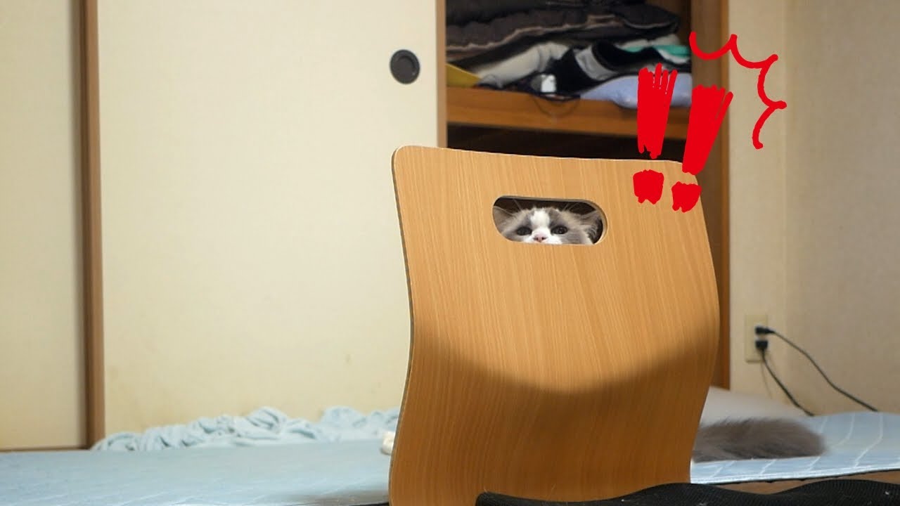 掃除機が怖すぎて隙間からチラ見するラグドールのんちゃん😂