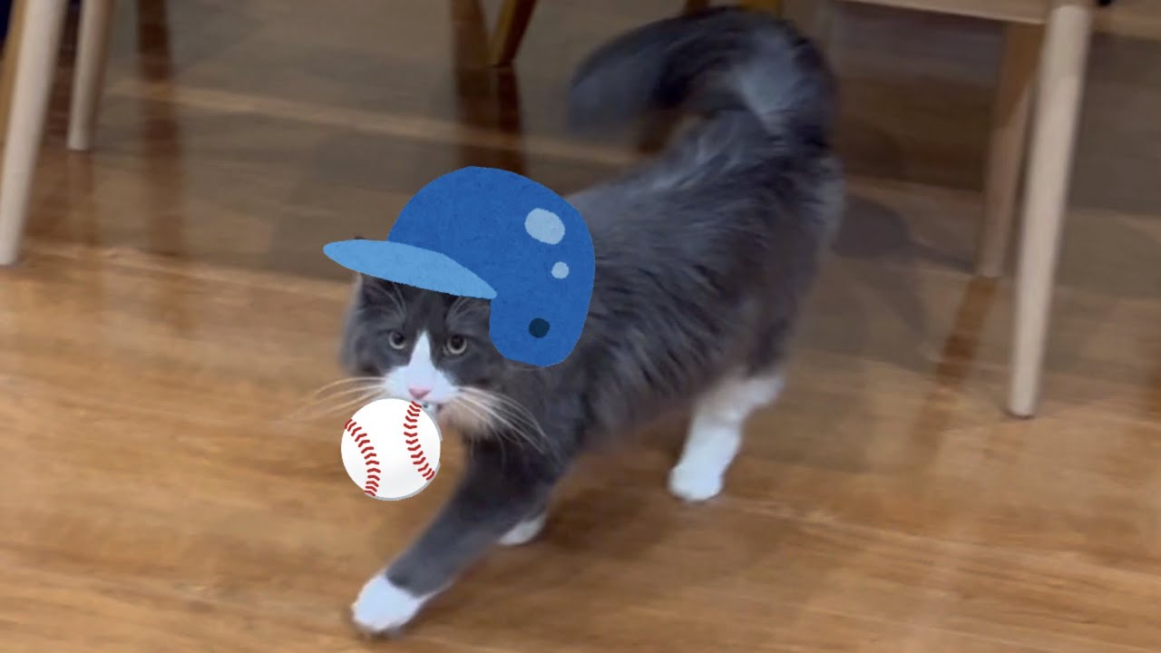 【野球⚾️】大谷選手とデコピンの始球式に憧れた、ターキッシュアンゴラが可愛い❤️