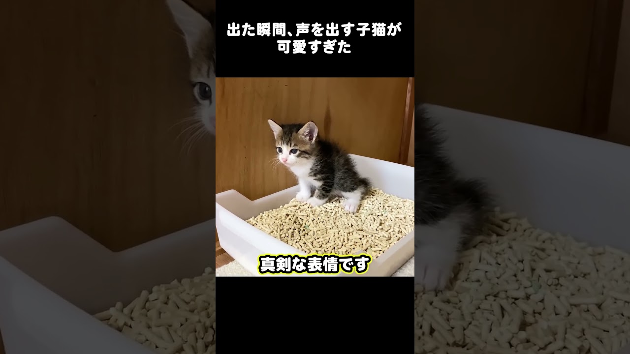 出た瞬間、声を出す子猫が可愛すぎた #ねこ #里親 #保護
